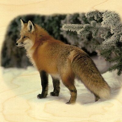 SNOW FOX WOOD POSTCARD