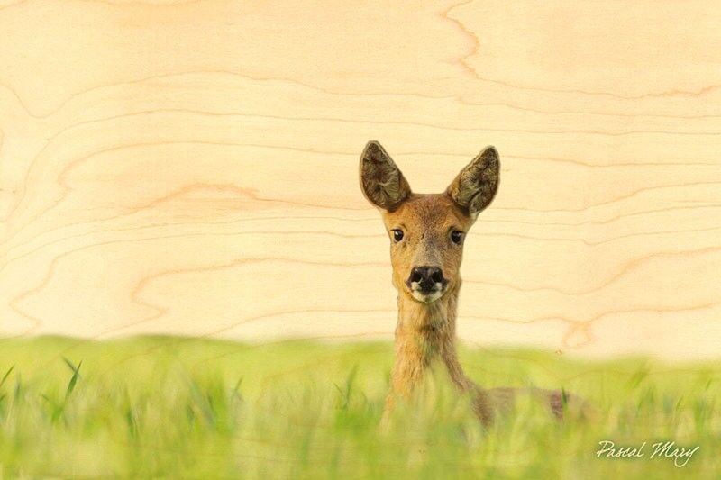 POSTCARD WOOD CHEVRETTE