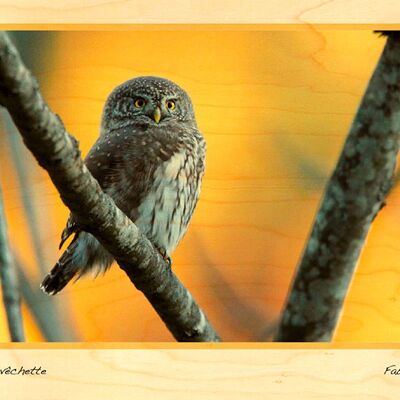 WOODEN OWL POSTCARD