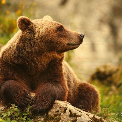 CARTOLINA DELL'ORSO DI LEGNO