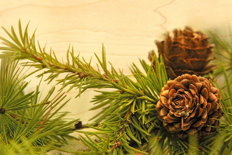 CARTOLINA DI LEGNO CONO DI PINO