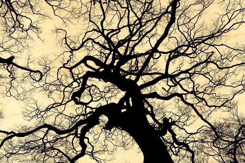 WOODEN BRANCHES POSTCARD