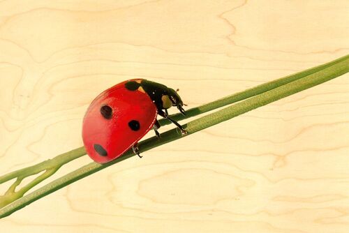 CARTE POSTALE BOIS COCCINELLE TIGE