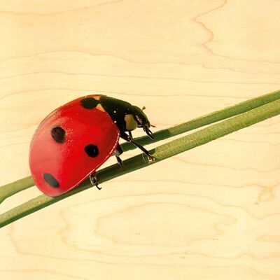 LADYBUG STEM WOODEN POSTCARD