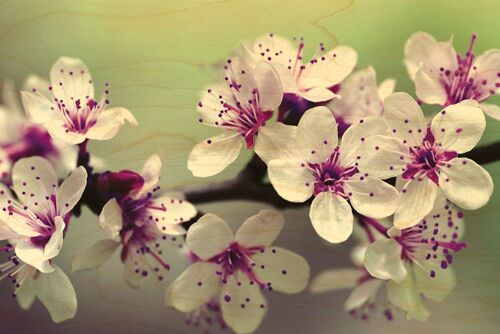 CARTE POSTALE BOIS CERISIER EN FLEURS