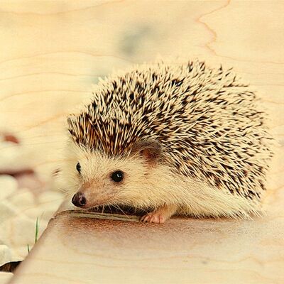 BABY HEDGEHOG WOODEN POSTCARD