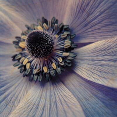 HÖLZERNE POSTKARTE DER VIOLETTEN BLUME