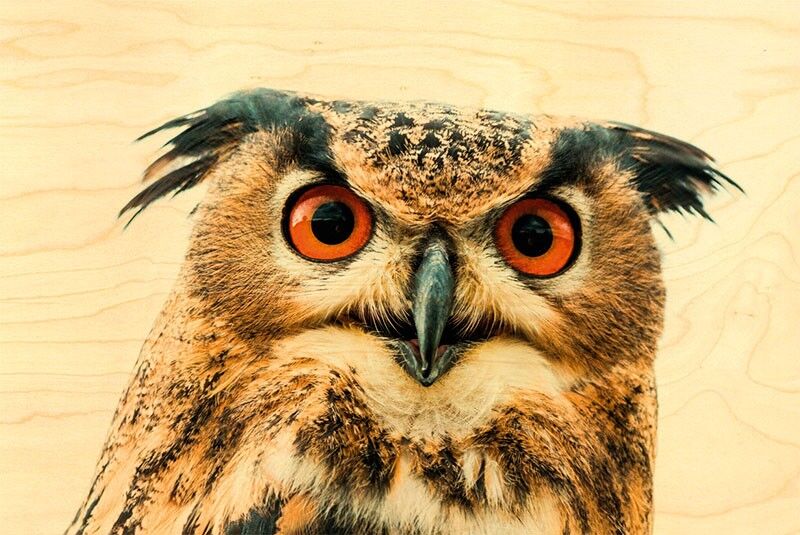 ORANGE EYES OWL WOODEN POSTCARD