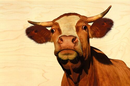 CARTE POSTALE BOIS VACHE PORTRAIT