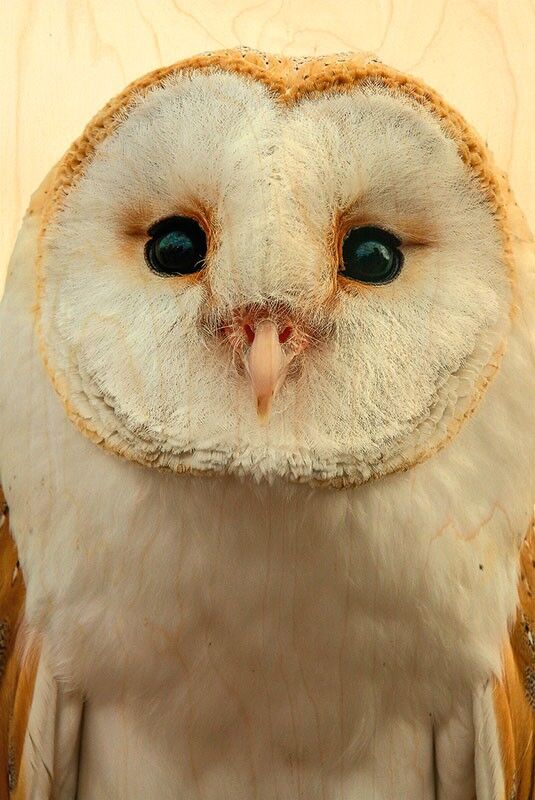 BARN OWL WOOD POSTCARD
