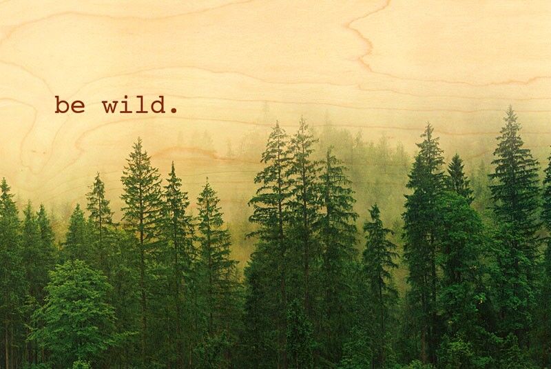 BE WILD WOOD POSTCARD