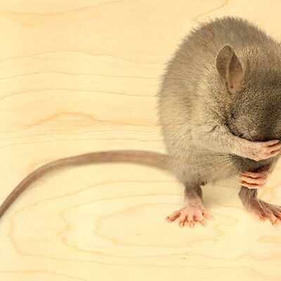 GRAY MOUSE WOODEN POSTCARD