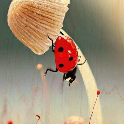 POSTAL DE MADERA CHAMPI LADYBUG