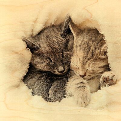 WOODEN POSTCARD BALL KITTENS