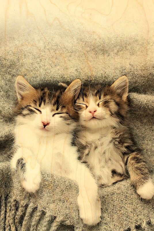 WOODEN POSTCARD KITTEN COVER