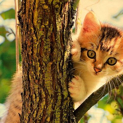 POSTAL GATITO ÁRBOL DE MADERA