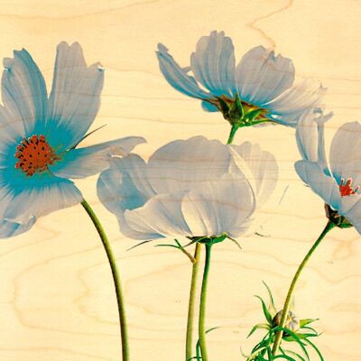 BLUE COSMOS WOODEN POSTCARD