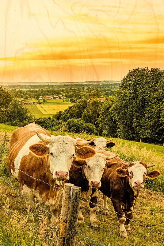 WOODEN POSTCARD COW SUNSET