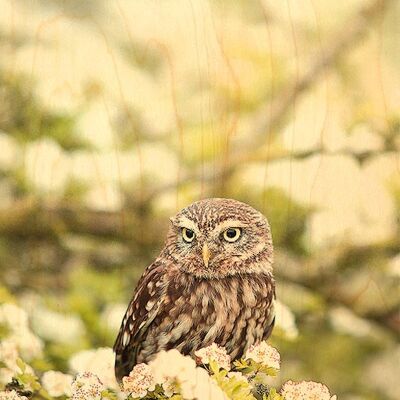 OWL FLOWER WOODEN POSTCARD