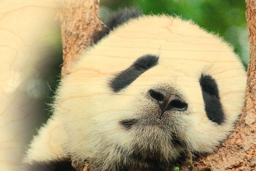 CARTE POSTALE BOIS PANDA GRAND