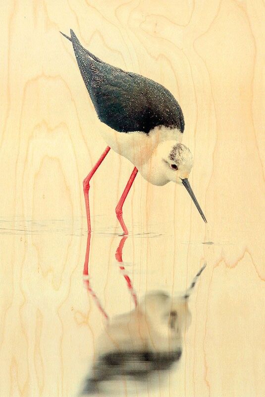 CARTOLINA IN LEGNO WALDLIFE GAMBE ROSSE