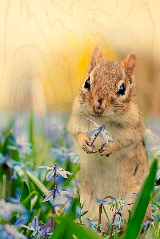 POSTCARD WOOD RAT FLOWER