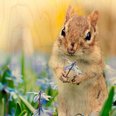 POSTKARTEN-HÖLZERNE RATTEN-BLUME