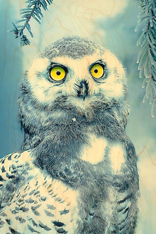 SNOW OWL WOODEN POSTCARD