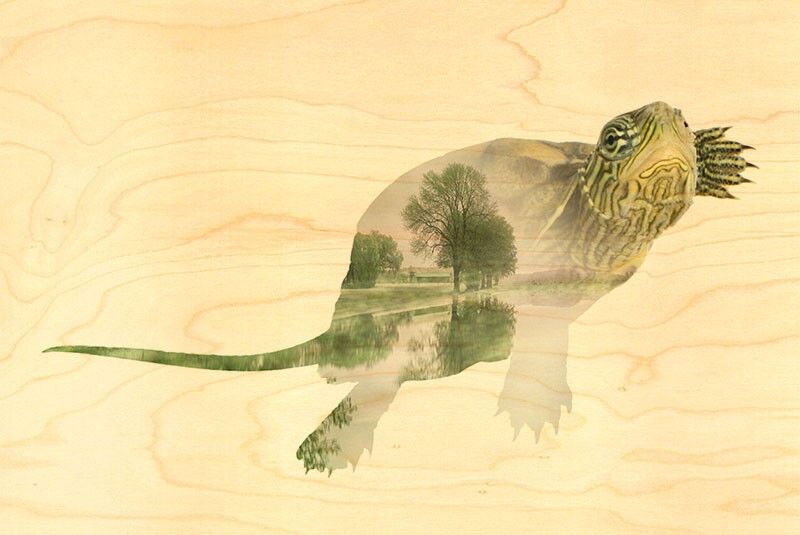 MARSH TURTLE WOODEN POSTCARD