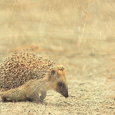 IGEL-REGEN-HOLZ-POSTKARTE