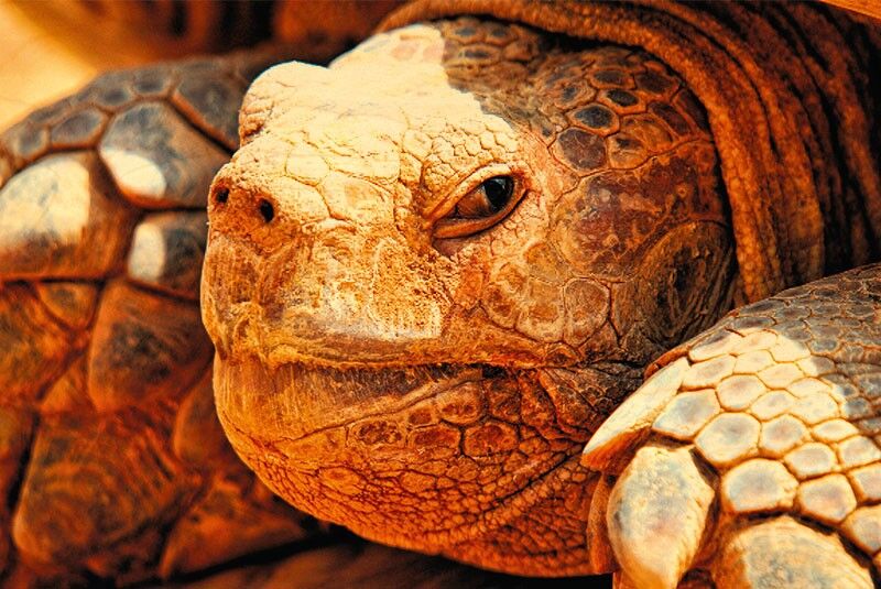 ORANGE TURTLE WOODEN POSTCARD