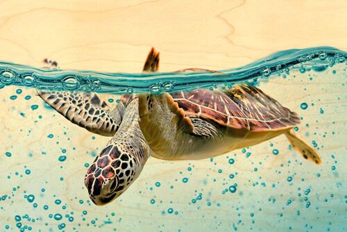 CARTE POSTALE BOIS TORTUE VAGUE