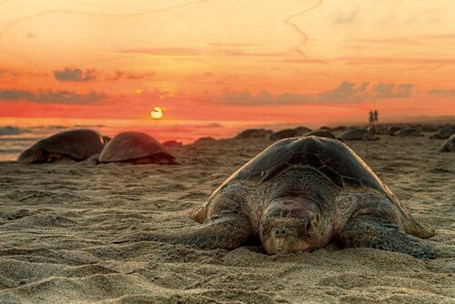 CARTE POSTALE BOIS TORTUE PLAGE