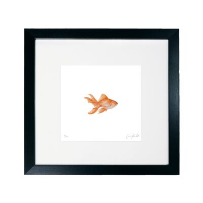 Goldfish - Framed Limited Edition Print