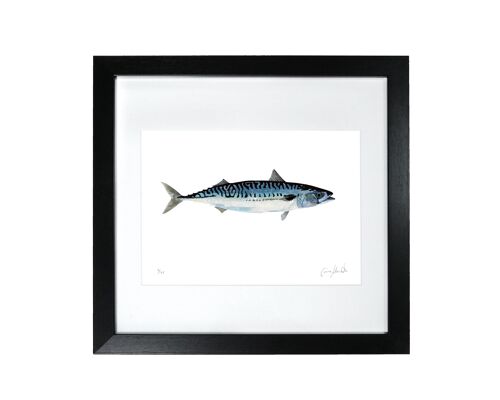 Mackerel Print - Framed Limited Edition Print