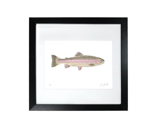 Rainbow Trout - Framed Limited Edition Print