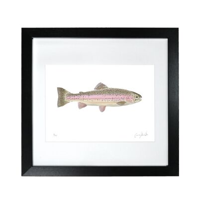 Rainbow Trout - Framed Limited Edition Print