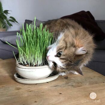 Lot de 10 sachets de 100g - Graines d'herbe à chat naturelles à planter 2