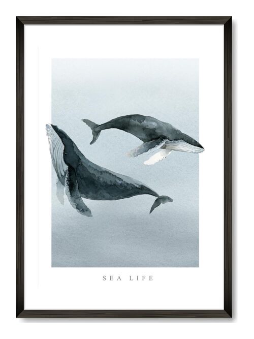 Sea Life - A3