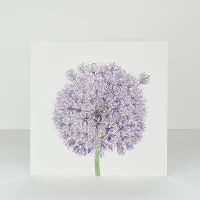 Allium-Grußkarte