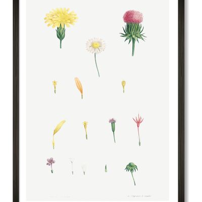 Stampa artistica di teste di fiori - A4