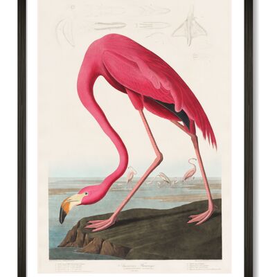 Flamingo-Kunstdruck - A4