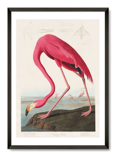 Flamingo Art Print - A3