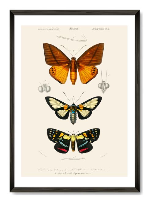 Butterfly Art Print - A4