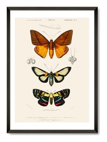 Impression d'Art papillon - A4