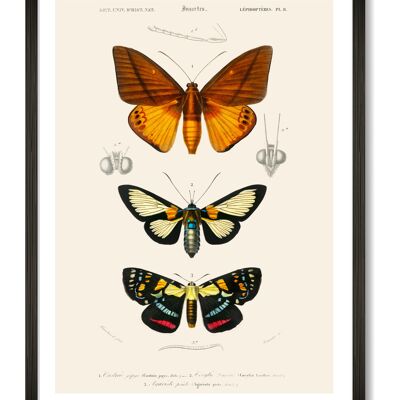 Schmetterlingskunstdruck - A4