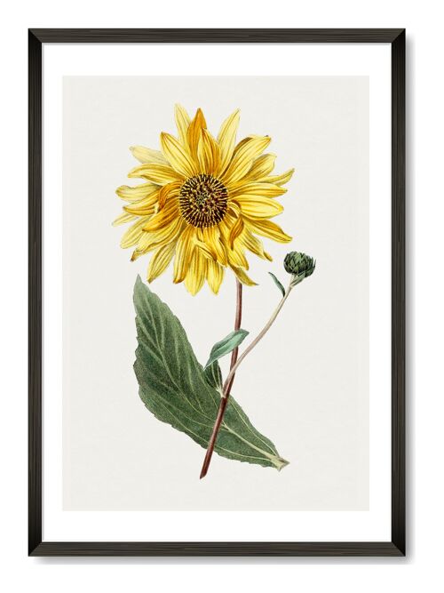 Sunflower Art Print - A4