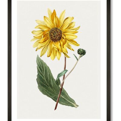 Sonnenblumen-Kunstdruck - A4