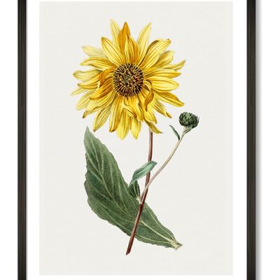 Suflower Art Print - A3