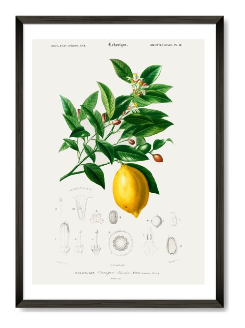 Lemon Art Print - A4